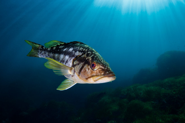 Обои картинки фото животные, рыбы, окунь