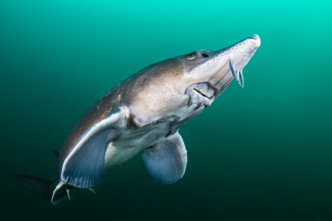 Обои картинки фото животные, рыбы, рыбка