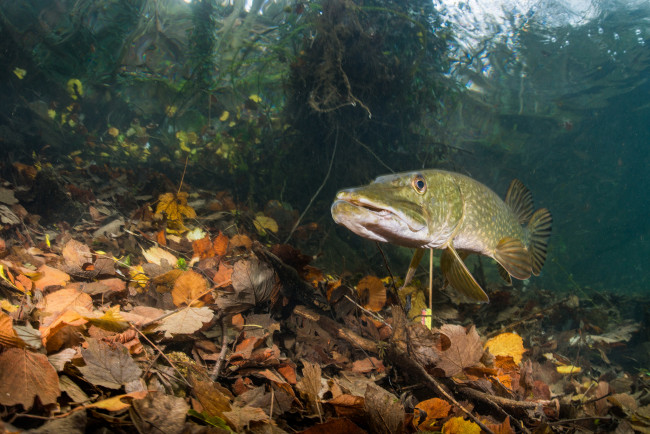 Обои картинки фото животные, рыбы, рыбка