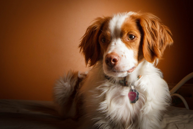 Обои картинки фото животные, собаки, песики