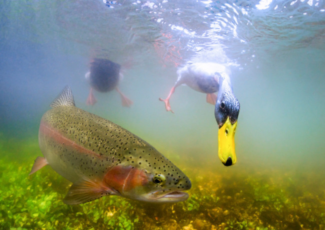 Обои картинки фото животные, разные вместе, рыба, утка, под, водой