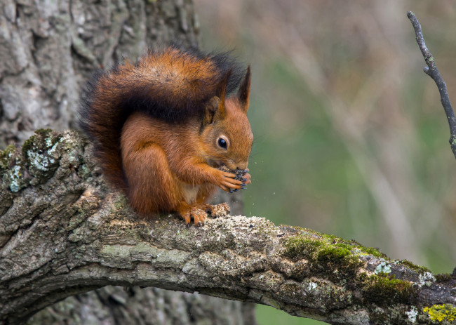 Обои картинки фото животные, белки, белка