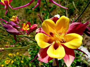 Картинка цветы аквилегия+ водосбор