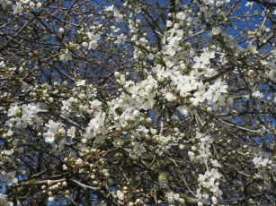 Картинка цветы цветущие+деревья+ +кустарники весна 2018