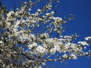 Картинка цветы цветущие+деревья+ +кустарники весна 2018