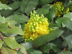 Картинка цветы цветущие+деревья+ +кустарники весна 2018