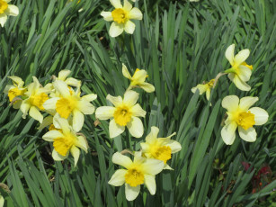 Картинка цветы нарциссы весна 2018