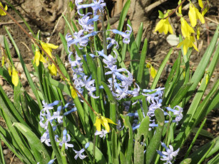 Картинка цветы разные+вместе весна 2018