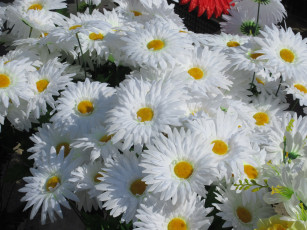 Картинка разное ремесла +поделки +рукоделие весна 2018 ромашки