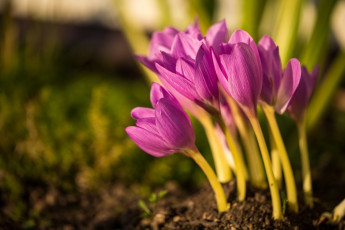 Картинка цветы крокусы первоцвет