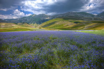 Картинка природа луга простор