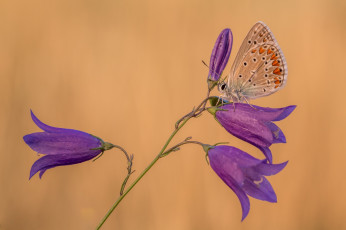 Картинка животные бабочки +мотыльки +моли макро бабочка колокольчики