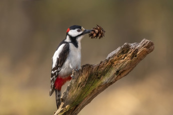 Картинка животные дятлы дятел шишка птицы