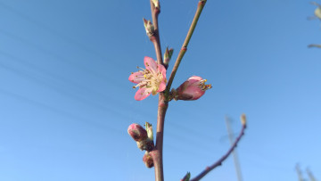 Картинка цветы цветущие+деревья+ +кустарники персик