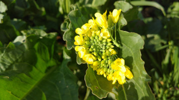 Картинка цветы луговые+ полевые +цветы жёлтые цветочки щавель