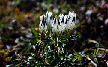 Картинка цветы крокусы первоцвет