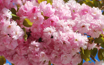 Картинка цветы сакура +вишня