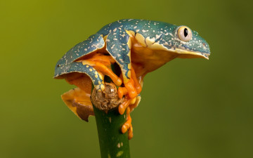 Картинка животные лягушки фауна природа акробатика лягушка макро красотка глазастая пятнистая стебель зеленый фон модель зеленая древолаз