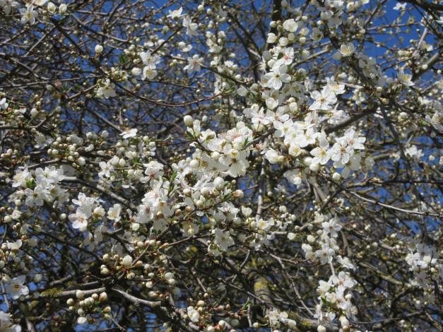 Обои картинки фото цветы, цветущие деревья ,  кустарники, весна, 2018