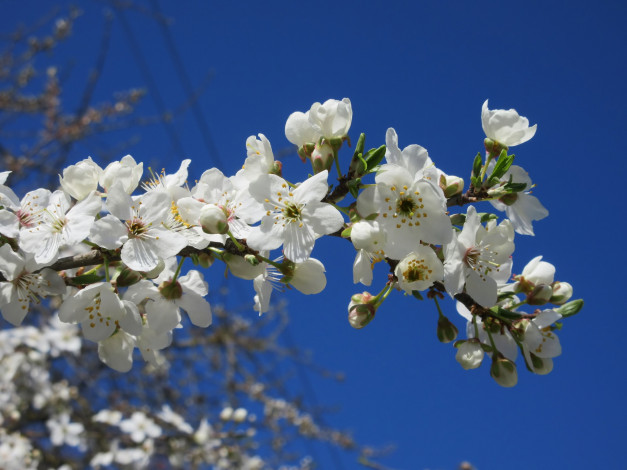Обои картинки фото цветы, цветущие деревья ,  кустарники, весна, 2018