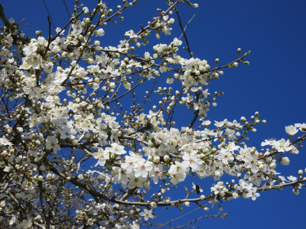 Обои картинки фото цветы, цветущие деревья ,  кустарники, весна, 2018