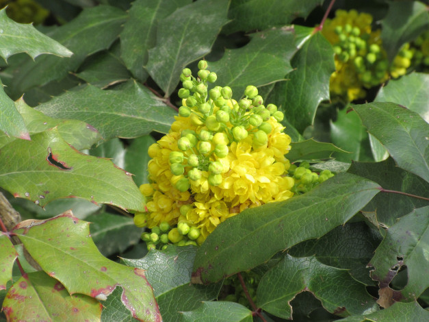 Обои картинки фото цветы, цветущие деревья ,  кустарники, весна, 2018