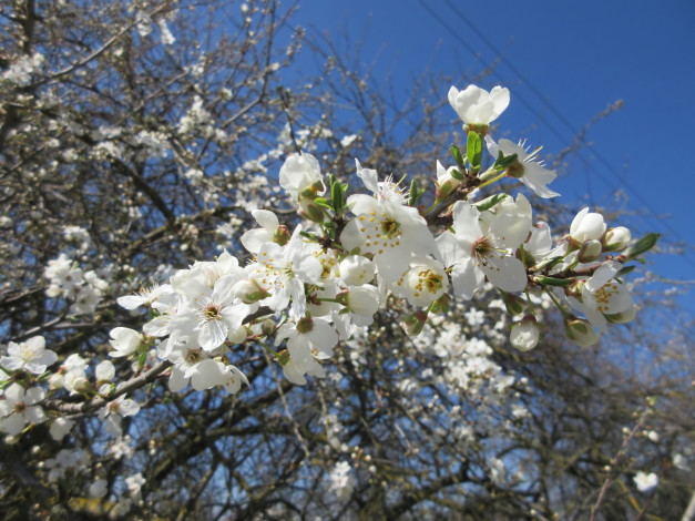 Обои картинки фото цветы, цветущие деревья ,  кустарники, весна, 2018