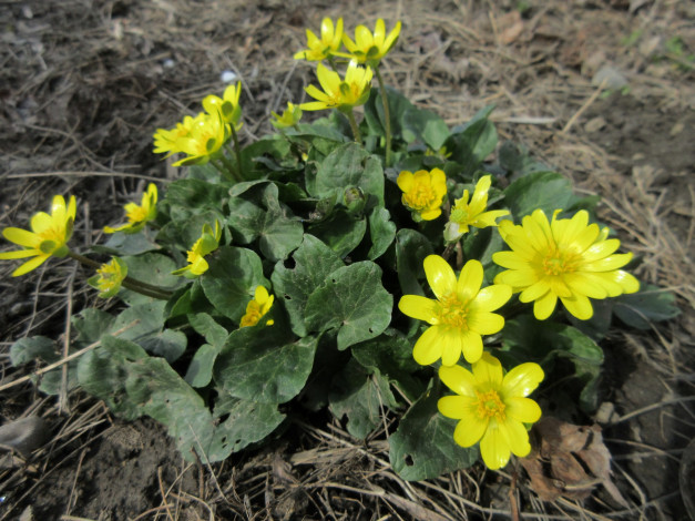 Обои картинки фото цветы, кустик