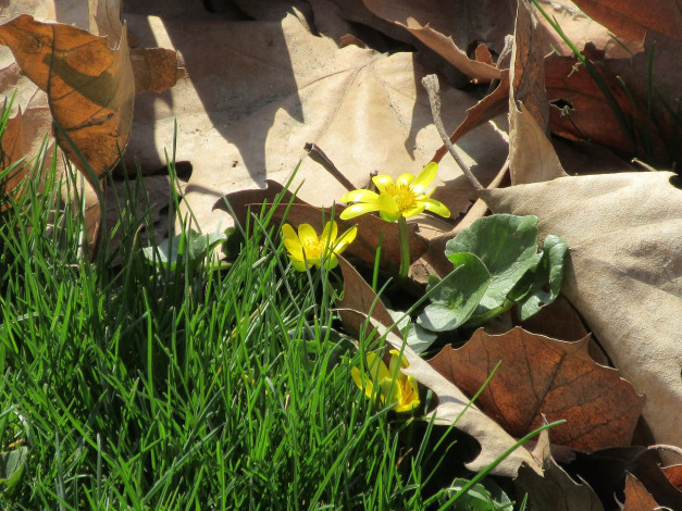 Обои картинки фото цветы, листья, трава