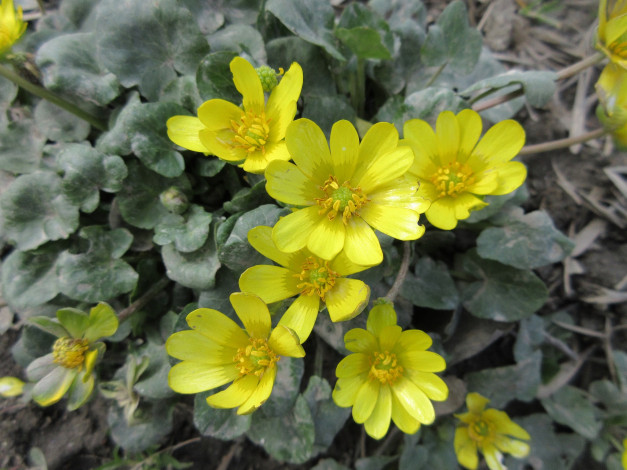 Обои картинки фото цветы, жёлтые