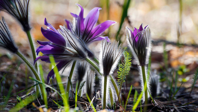 Обои картинки фото цветы, анемоны,  сон-трава, сон-трава