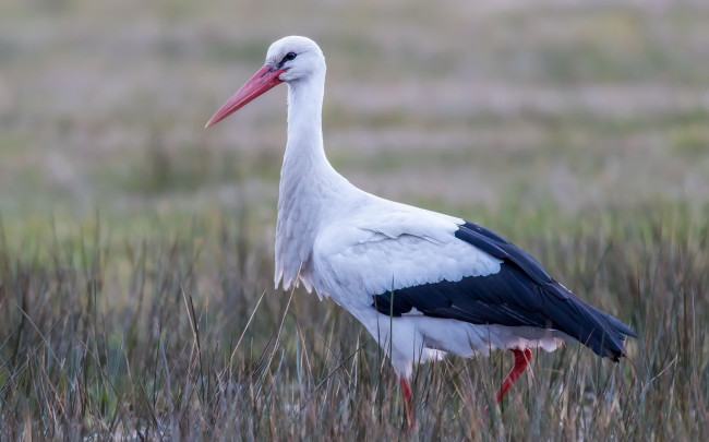 Обои картинки фото животные, аисты, аист, птица, природа