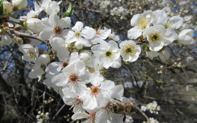 Обои картинки фото цветы, цветущие деревья ,  кустарники, весна, 2018