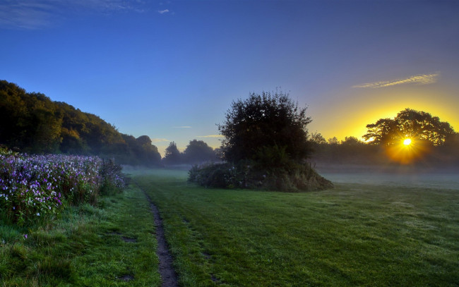 Обои картинки фото природа, восходы, закаты, луг, закат, кусты