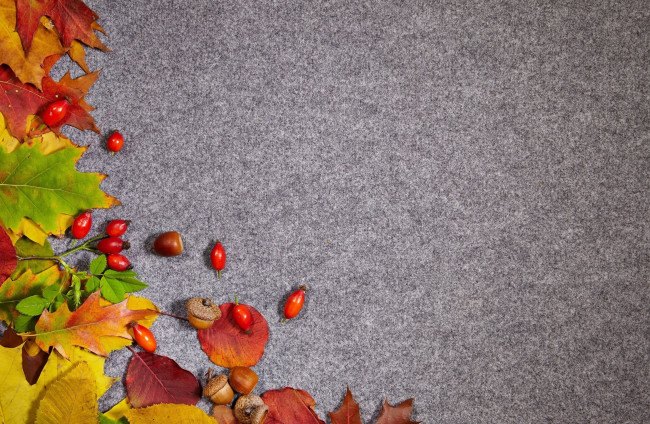 Обои картинки фото природа, листья, шиповник, осень, желуди, фон