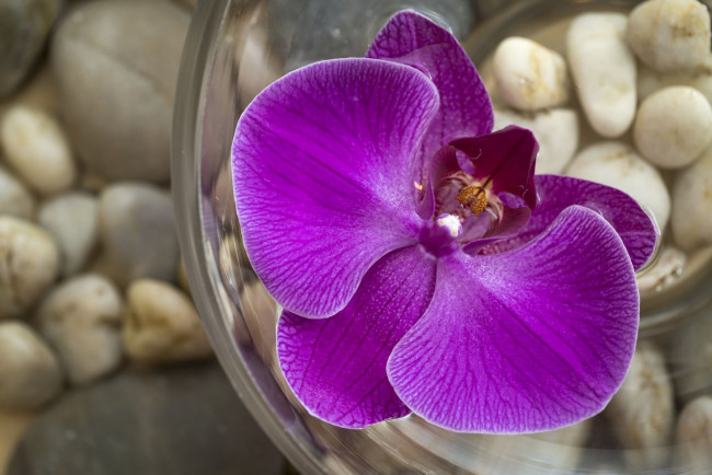 Обои картинки фото цветы, орхидеи, розовый