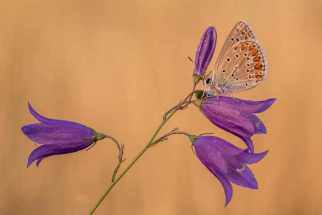 Обои картинки фото животные, бабочки,  мотыльки,  моли, макро, бабочка, колокольчики