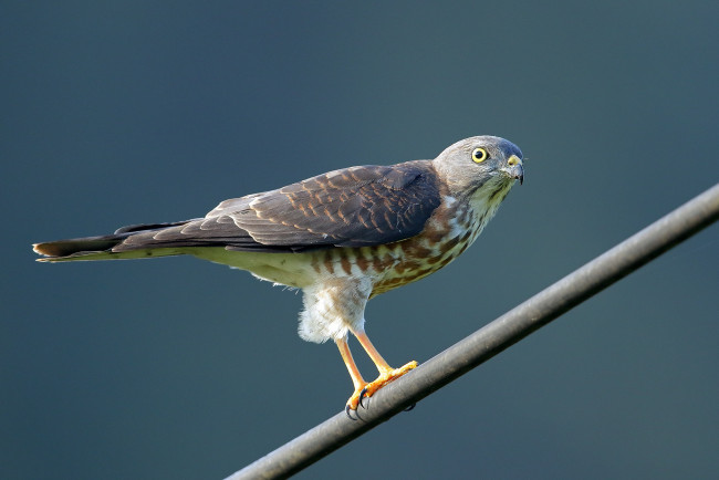 Обои картинки фото животные, птицы - хищники, птицы, хищник, короткопалый, ястреб