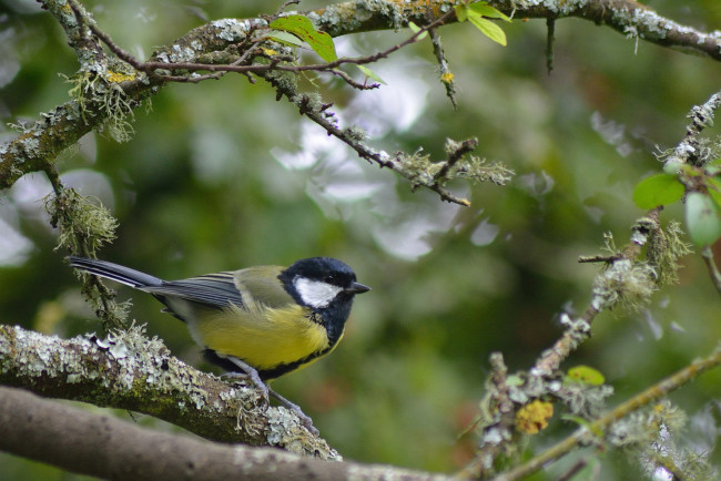 Обои картинки фото животные, синицы,  лазоревки, плантация, много, розовый, тюльпан, тюльпаны