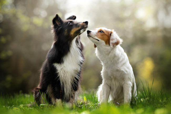 Обои картинки фото животные, собаки, две, парочка, боке