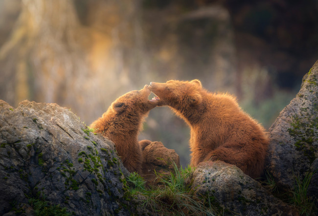 Обои картинки фото животные, медведи, два, медведя, камни