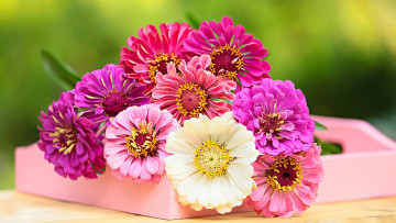 обоя цветы, цинния, разноцветные, циннии