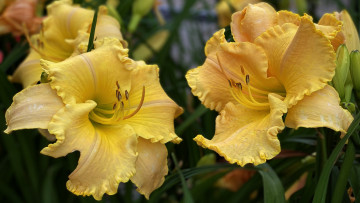 Картинка цветы лилии +лилейники желтые лилейники макро