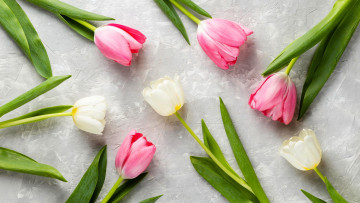 Картинка цветы тюльпаны разноцветные бутоны