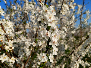 Картинка 11 04 2022 цветы цветущие+деревья+ +кустарники весна