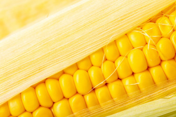 обоя еда, кукуруза, початок, зерна, макро