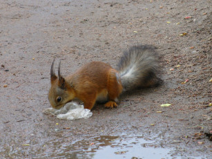 Картинка животные белки