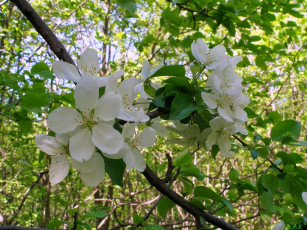 Картинка цветы цветущие деревья кустарники