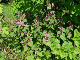 Картинка цветы луговые полевые