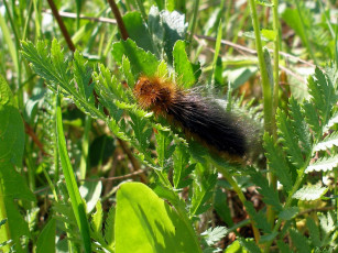 Картинка животные насекомые